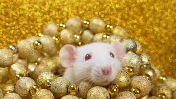 Рік білого металевого щура: що потрібно знати про новий 2020-й