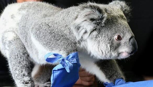 Після лісових пожеж в Австралії люди з усього світу шлють пораненим коалам рукавиці: фото