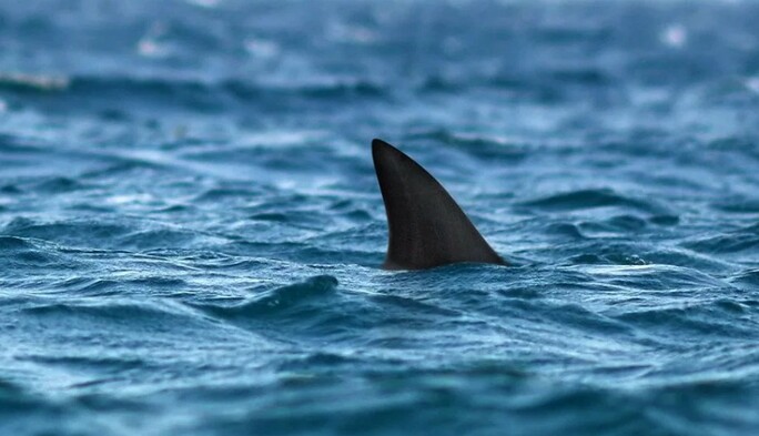 Отец заснял, как акула сбила его 7-летнего сына с доски для серфинга: фото и видео