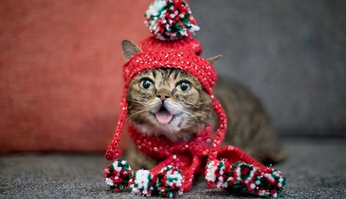 Знаменитая в соцсетях кошка Лил Баб умерла во сне: вот ее история и фото