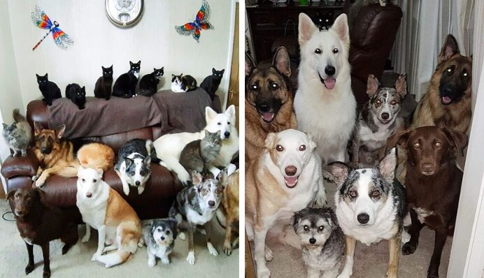 Хозяйка 17 кошек и собак собрала всех животных на одном фото - сделать его было непросто