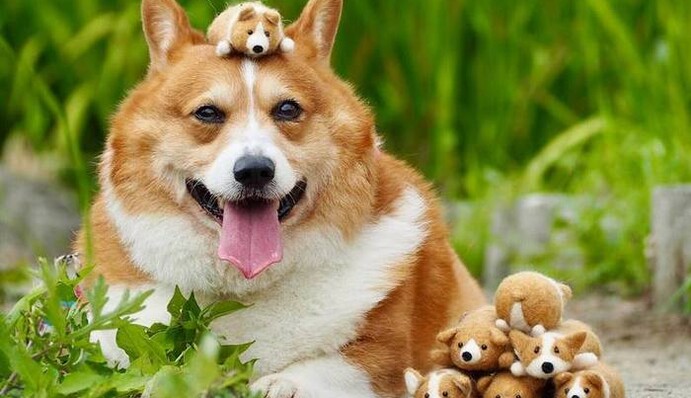 Милый корги собрал в Instagram 50 тыс. поклонников - его лучшие фото заставят вас улыбаться