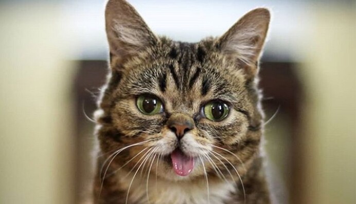 Владелец популярной в Instagram кошки собирается отправить ее прах в космос