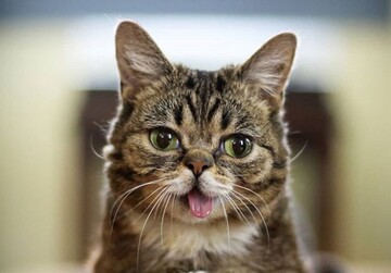 Власник популярної в Instagram кішки збирається відправити її прах в космос