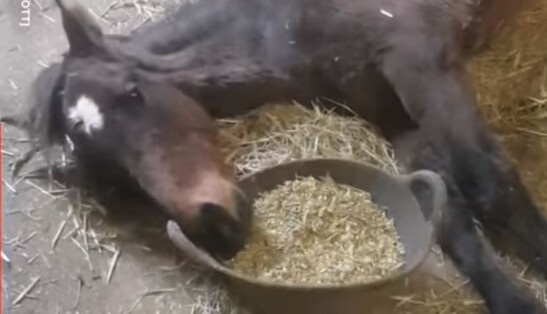 У мережі знайшли найледачішого коня, який поводиться точно як ми на вихідних: відео