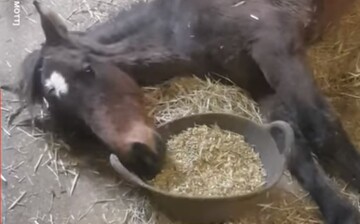 У мережі знайшли найледачішого коня, який поводиться точно як ми на вихідних: відео
