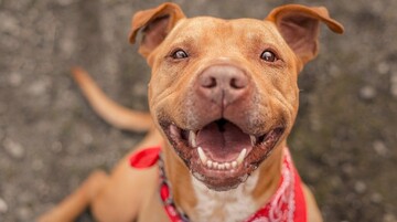 Жінка боялася сусідського пса, поки він не врятував їй життя: фото