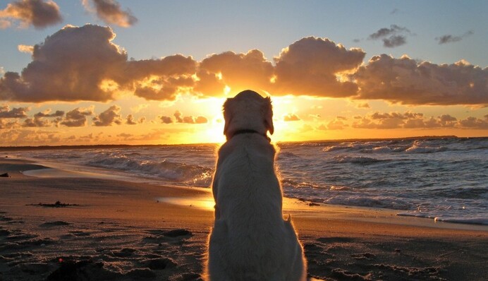 В США береговая охрана спасла собаку, которая уплыла далеко в море