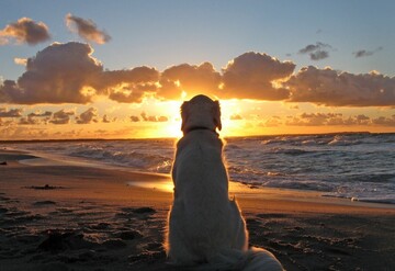 У США берегова охорона врятувала собаку, яка запливла далеко в море