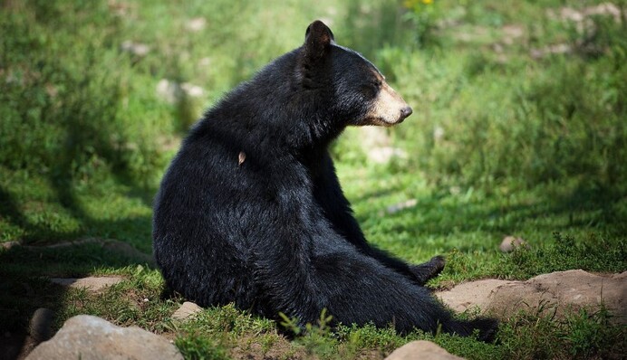 Семья обнаружила, что под их домом поселился гигантский медведь: фото незваного гостя