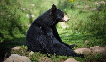 Родина виявила, що під їхнім будинком оселився величезний ведмідь: фото незваного гостя