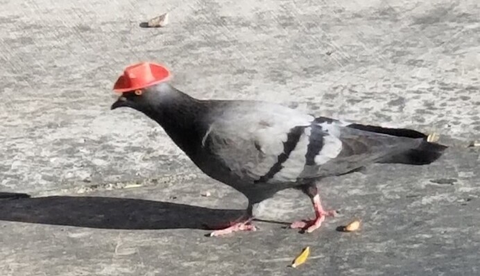 В США голуби надели ковбойские шляпы - звучит как шутка, но эти фото и видео вас удивят