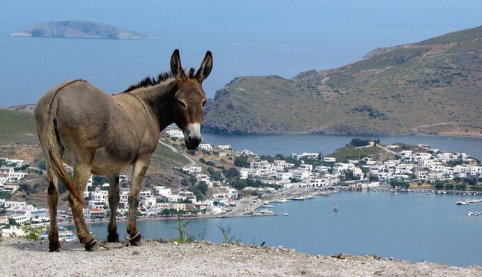 Слишком тяжелый турист пошел против правил и оседлал греческого ослика - эту поездку он запомнит навсегда
