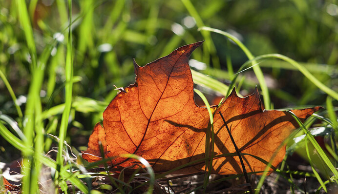 Весна посеред зими: як довго триватиме тепла погода