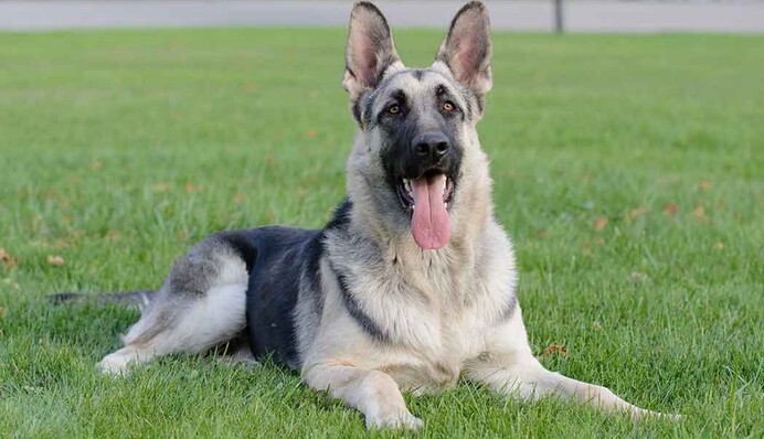 Немецкая овчарка спасла хозяина от смерти, вовремя разбудив его жену: фото героини