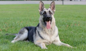 Німецька вівчарка врятувала господаря від смерті, вчасно розбудивши його дружину: фото героїні