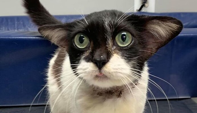 На улице нашли котенка, который выглядит как маленький Йода - за ним уже выстроилась очередь