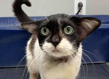 На вулиці знайшли кошеня, яке виглядає як маленький Йода - за ним уже вишикувалася черга