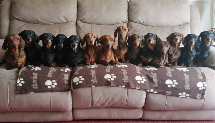 Владелец 17 такс сделал идеальное рождественское фото своих собак