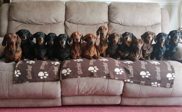 Власник 17 такс зробив ідеальне різдвяне фото своїх собак