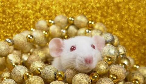 Що не можна робити на Новий рік: 10 популярних і дивних повір'їв