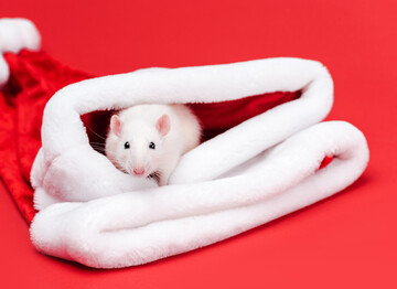 Яким буде рік Металевого пацюка: 5 гучних прогнозів на 2020-й