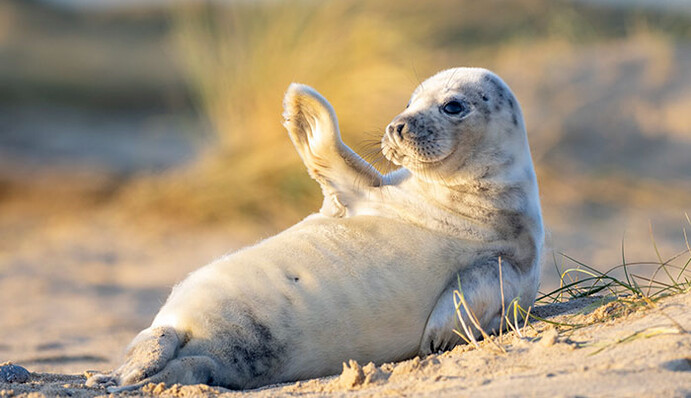В Британии нашли милейшего тюлененка, который наслаждается отдыхом на пляже и машет в камеру: фото