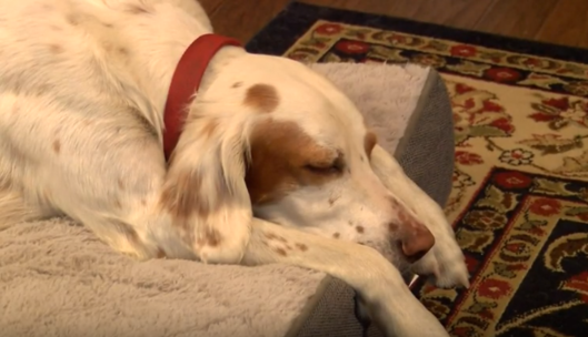 Семейная пара нашла пропавшего пса в тюрьме - он стал кумиром заключенных