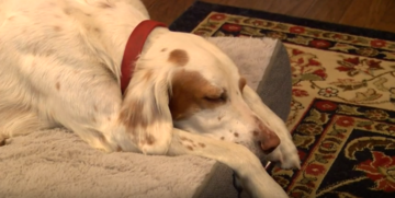 Сімейна пара знайшла зниклого пса в тюрмі - він став кумиром в'язнів