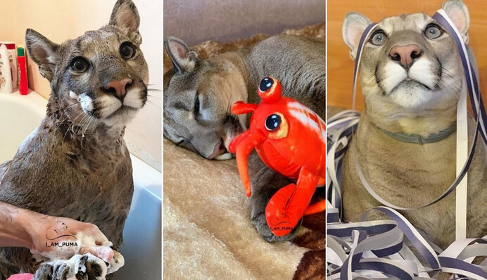 Семья из России спасла пуму от усыпления, теперь она живет жизнью избалованного кота в их квартире