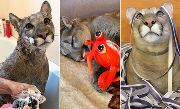 Родина з Росії врятувала пуму від усипляння, тепер вона живе життям розбещеного кота в їх квартирі