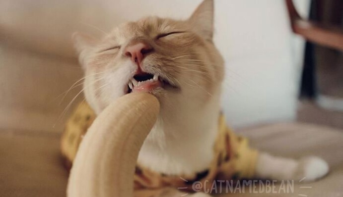 Кіт так обожнює банани, що дивитися на його фото навіть трохи ніяково - ось воно, райська насолода