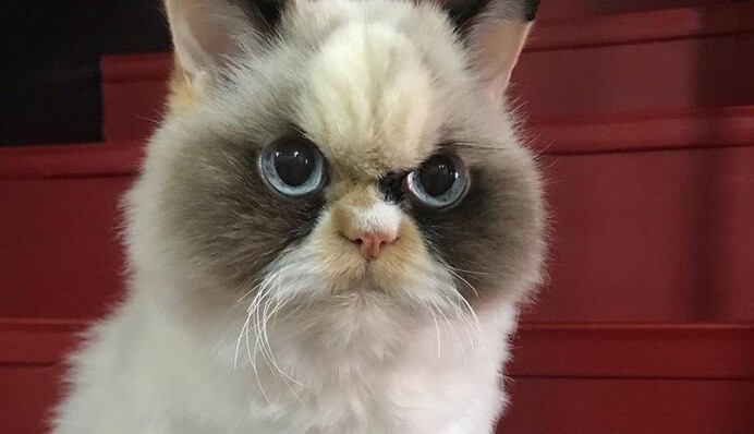 Любители мемов отыскали нового самого угрюмого кота - это не Grumpy Cat, но взгляд у него еще тот