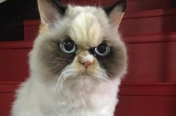 Любителі мемів відшукали нового найпохмурішого кота - це не Grumpy Cat, та погляд у нього ще той