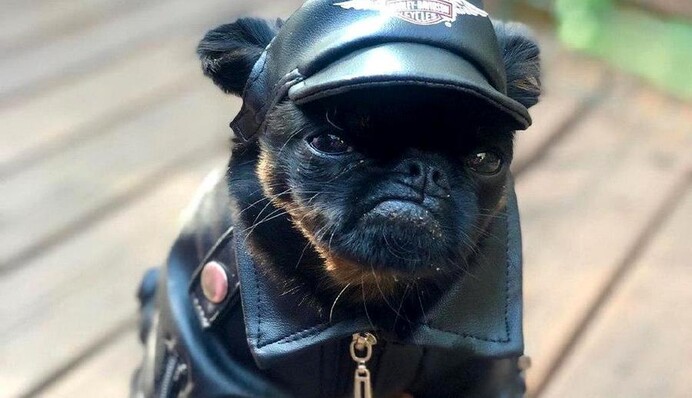 У мережі відшукали найзухвалішого собаку - він важить всього пару кг, але виглядає як перший пацан на районі