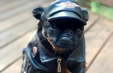 У мережі відшукали найзухвалішого собаку - він важить всього пару кг, але виглядає як перший пацан на районі