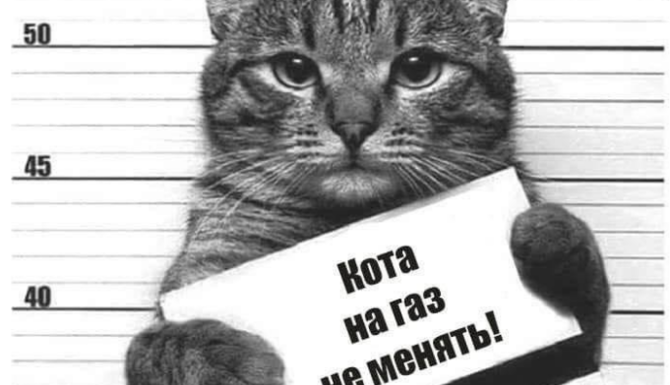 Не трогай животных: как 