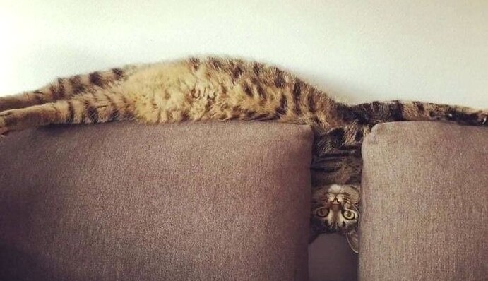 Люди делятся в сети уморительными фото своих длинных котов - и как только пушистым это удается