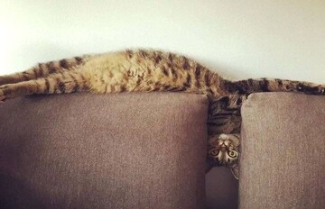 Люди діляться в мережі смішними фото своїх довгих котів - і як тільки пухнастим це вдається