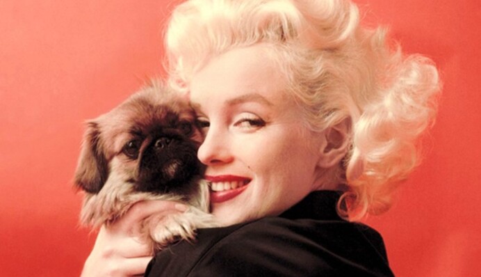 Новый сериал о Мэрилин Монро расскажет о связях актрисы с мафией и семьей Кеннеди