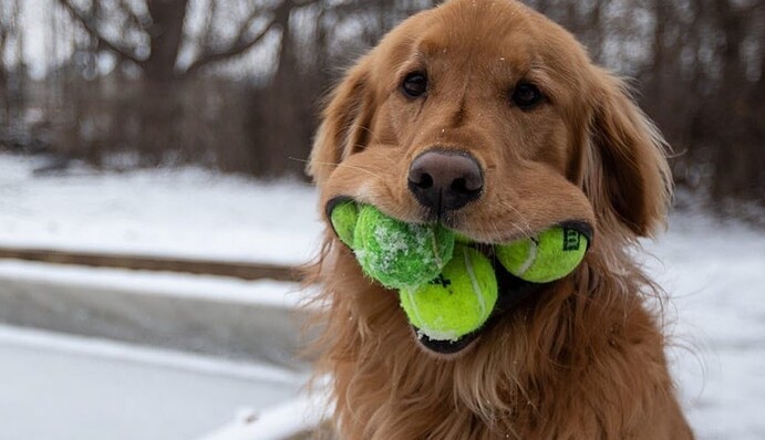 Пес-рекордсмен сумел удержать во рту 6 теннисных мячиков - теперь он звезда соцсетей