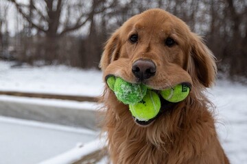 Пес-рекордсмен зумів втримати в роті 6 тенісних м'ячиків - тепер він зірка соцмереж