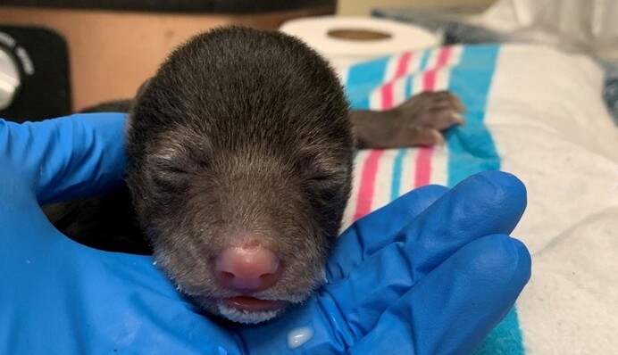 Пес вернулся домой со щенком в зубах. Хозяева были готовы принять его, но вовремя передумали