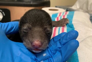 Пес повернувся додому з цуценям у зубах. Господарі були готові прийняти його, та вчасно передумали