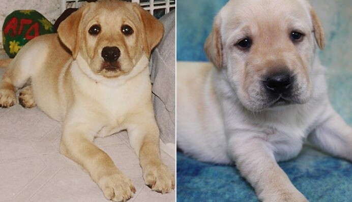 Хозяин клонировал собаку, которая спасла его беременную жену от смертельной опасности: фото