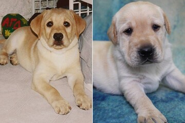 Господар клонував собаку, яка врятувала його вагітну дружину від смертельної небезпеки: фото