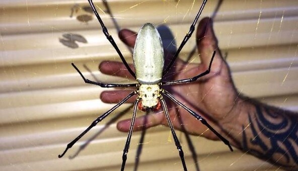 Хлопець показав у мережі милого павучка, і бажаючих відвідати Австралію стало менше