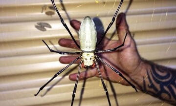 Хлопець показав у мережі милого павучка, і бажаючих відвідати Австралію стало менше