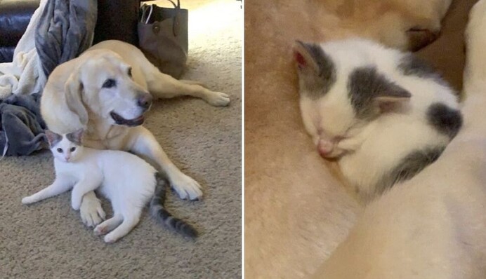 Старый пес усыновил брошенного котенка, и фото их семьи влюбляют с первого взгляда