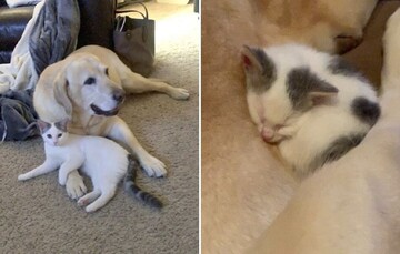 Старий пес усиновив покинуте кошеня, і фото їхньої родини закохує з першого погляду